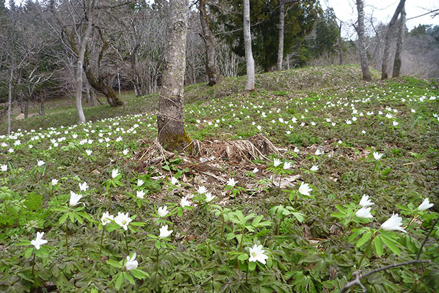 アズマイチゲやキバナノアマナの群生地もあり、早春の花を満喫できる