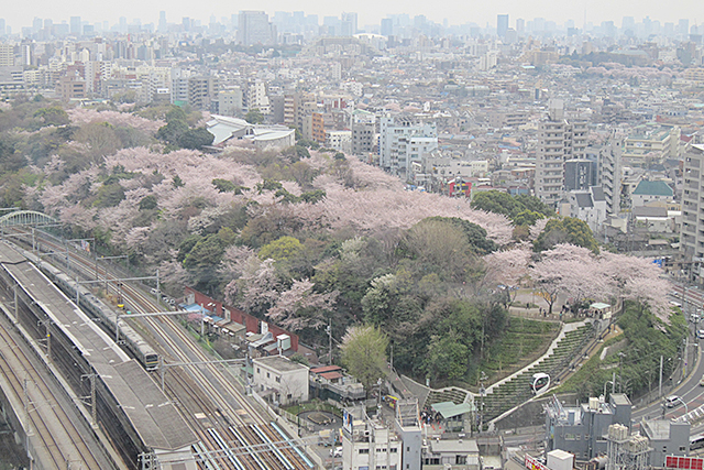 江戸時代より行楽の地として江戸庶民に親しまれてきた飛鳥山公園の全景