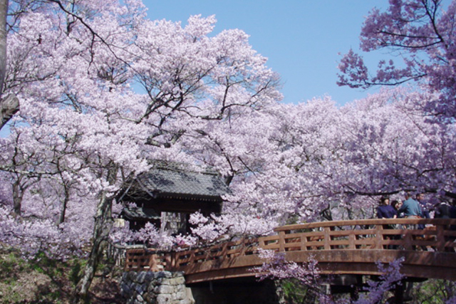 サクラの花が欄干を取り囲み、花のトンネルを作っている桜雲橋