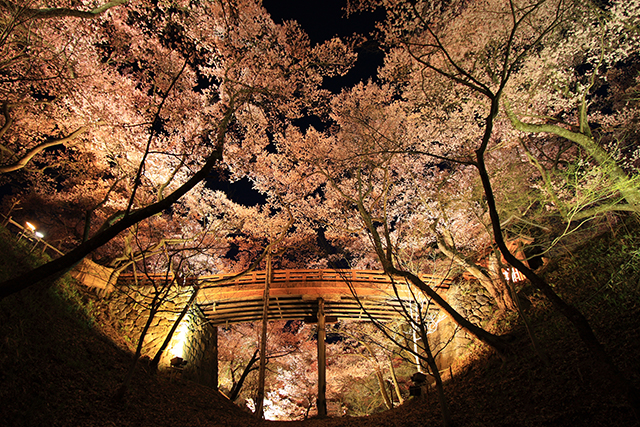 夜、桜雲橋を望む。園内の一部ではカラーライトアップとプロジェクターによる投影も