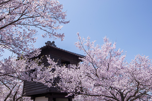 サクラの花に埋もれるように立つ太鼓櫓（やぐら）