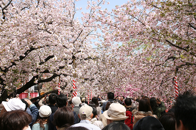 観桜は一方通行で、引き返すことができないところから「通り抜け」という名前が定着