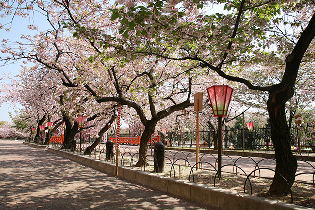 サクラの開花予測をもとに1年に1回、7日間だけ公開される「桜の通り抜け」