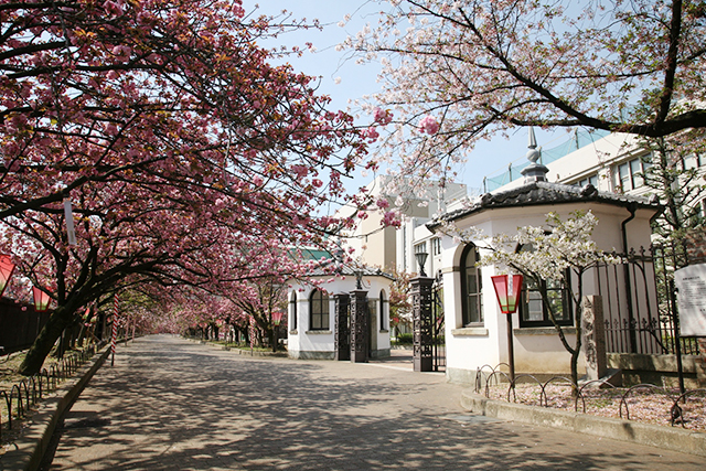 造幣局南門（天満橋側）から北門（桜宮橋側）まで八重ザクラを中心にサクラが続く様子は見事
