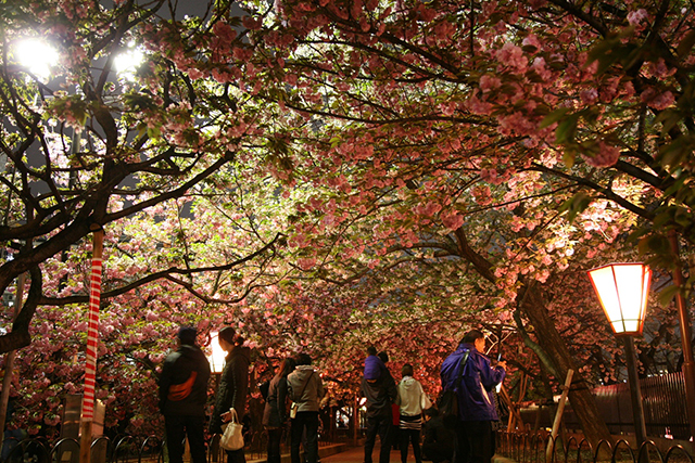 日没後はぼんぼりが点灯され、夜桜の風情も楽しめる