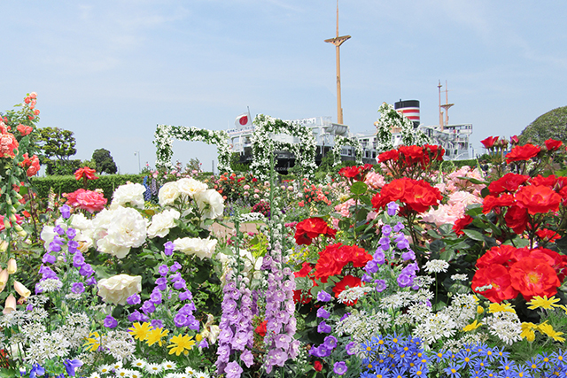 山下公園にある「未来のバラ園」（イメージ）。約190品種、2600株のバラと宿根草・一年草との競演は見事。夜はライトアップにより、ローズゲートが光のトンネルに