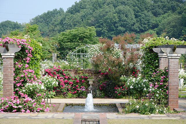 英国王立バラ協会との友好提携を記念して造られた英国風庭園
