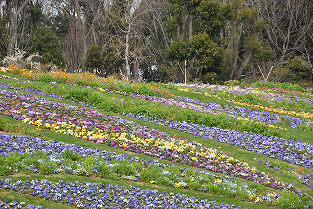 市内最大級1万平方メートルの「横浜の花で彩る大花壇」には50種10万株のパンジー・ビオラが植栽。ここで使われる花苗は全て横浜市内産で、横浜の花苗生産が盛んなことを示す