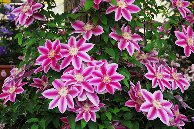 大輪の花を幾重にも咲かせるクレマチス「ドクターラッペル」