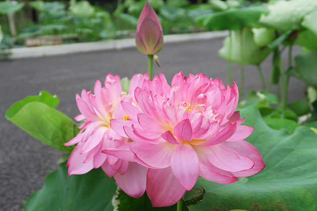 花弁の重なりが美しい八重咲き種。花弁100枚前後の品種が多いが、なかには何千枚もの花弁を有する品種も