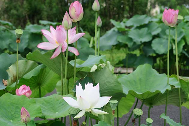 一つの花の開花期間は4日間。ふっくらとした蕾も、花托も観賞してみて