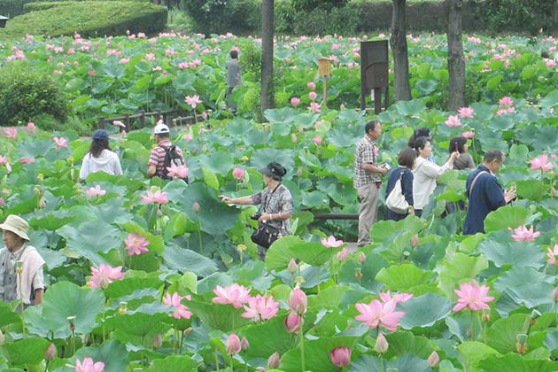 「古代蓮の里」ではハスが園路に迫って咲いているので一輪一輪がよく見える