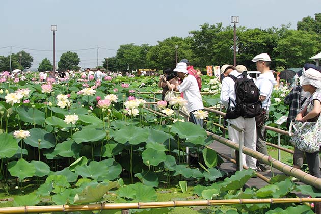 さまざまなハスを見比べられる「世界の蓮園」