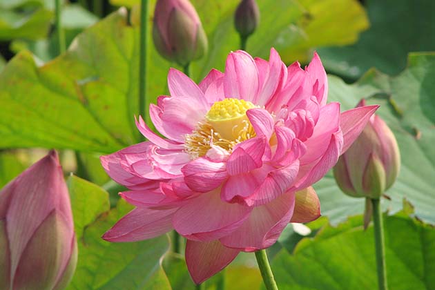 「誠蓮（まことはす）」は鮮やかなピンクの花で、花弁は120枚前後にもなる八重咲き