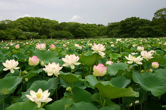 園内の大池ではハスが咲き競い、早朝開園に合わせて多くの来園者が訪れる