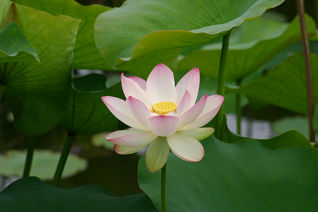 優雅なハスの花を見ていると暑さも時間も忘れてしまいそう