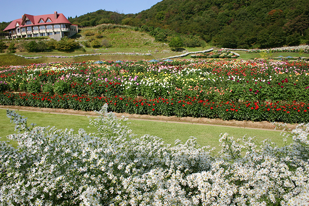 ダリアの多様な魅力を満喫できる秋田国際ダリア園。左上の建物は秋田市雄和観光交流館