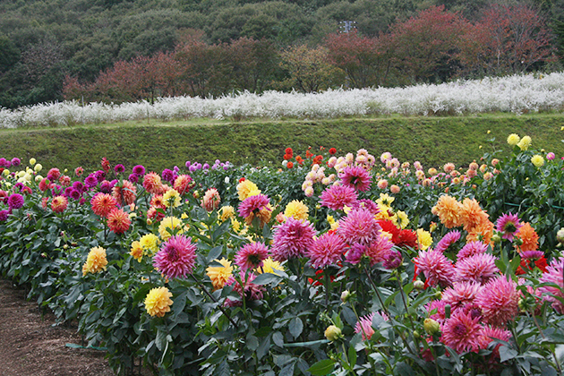 園内にはさまざまな花形のダリアが咲き誇る。花形は20種類以上にも分類される
