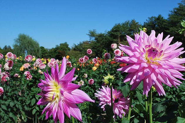 高い秋の空に向けて優雅な花を咲かせるダリヤ