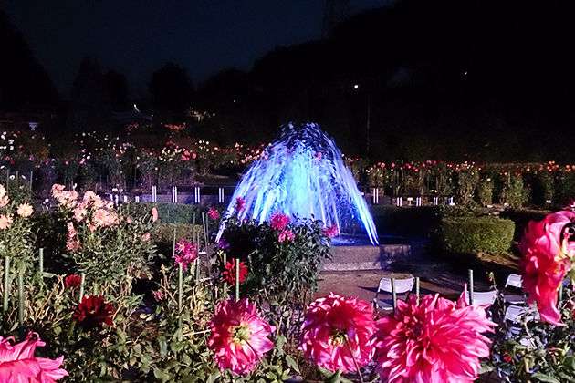 ダリアや噴水がライトアップされ、幻想的な光景が見られる月夜のダリア園