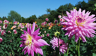 ダリア｜季節の花めぐり｜読みもの｜サカタのタネ 家庭菜園