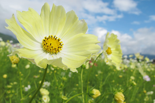 珍しいクリームイエローの花色が鮮やかな「イエローキャンパス」。秋咲き種