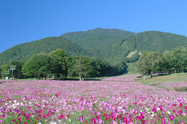 黒姫山の裾野に広がる100万本ものコスモス畑