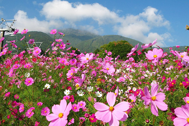 高原の強い日差しの下、鮮やかな発色を見せる花々