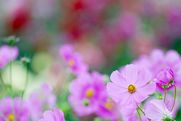 一輪一輪見比べてみると花模様が豊かで愛らしい