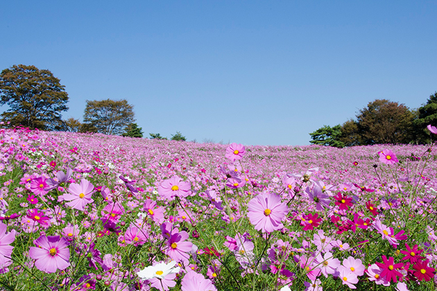 花の丘に咲き競うように育つ「ドワーフセンセーション」