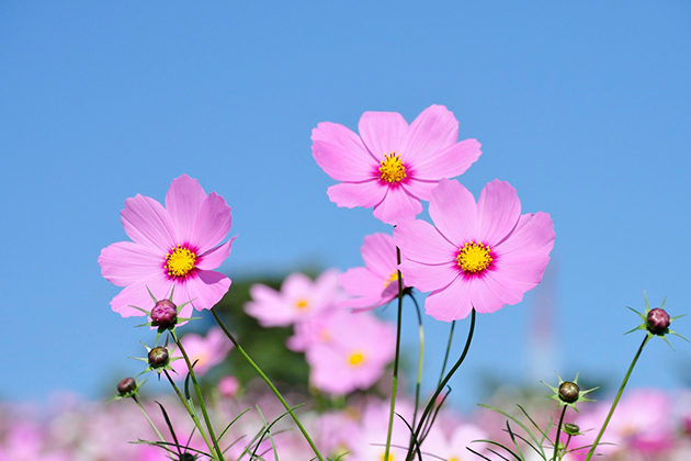 コスモスといえばこの花といえる定番人気の花姿「ドワーフセンセーション」