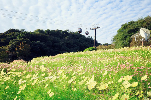 世継山の斜面に広がるコスモス畑は、ロープウェイの足元に広がる花のじゅうたん
