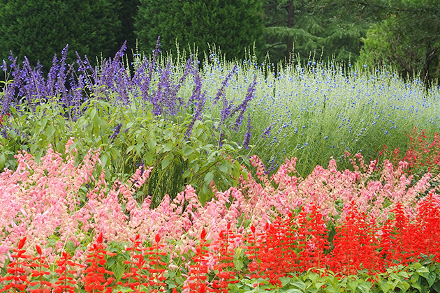 秋に咲く清楚なブルーの花のコバルトセージ（花壇奥）は水戸市植物公園の秋の風物詩