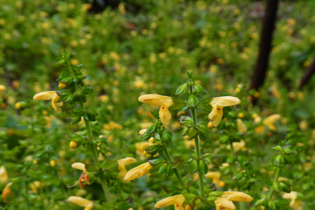 Salvia nipponicaの学名をもつ、美しい黄花のキバナアキギリ
