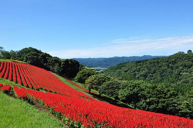 房総半島の豊かな自然に囲まれた場内に真っ赤な花のじゅうたんが広がる