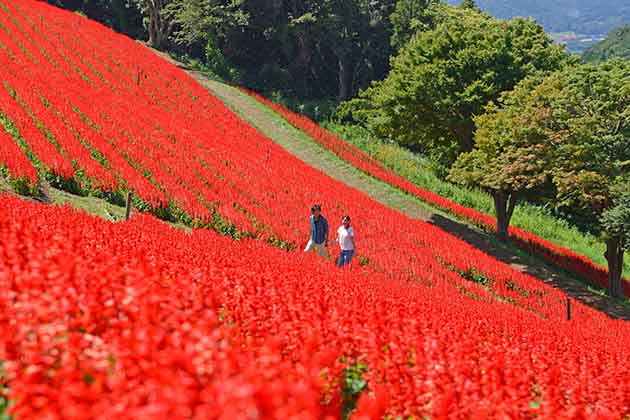 秋風の心地よい季節に、波打つような花畑のお散歩はぴったり
