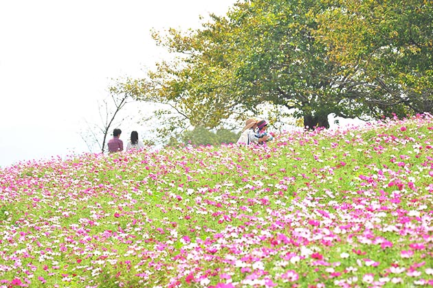 10月になると場内にはもう一つの花畑、コスモス畑も見ごろを迎える