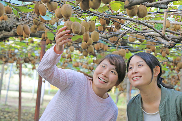 秋の味覚狩りといえばサツマイモ掘りが有名だが、キウイフルーツも収穫どきに。2017年のキウイフルーツ狩り期間は10月28日～11月26日の予定