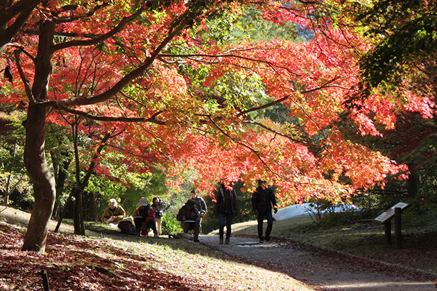 イロハモミジの紅葉は押し葉にしたくなるほど鮮やか