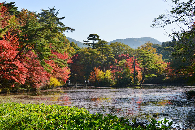 森林植物園の名の通り、森に囲まれた園内では紅葉を楽しめるハイキングコースも