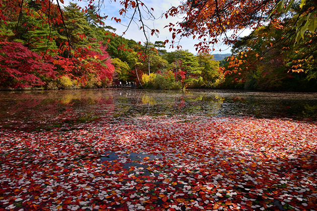 赤や黄に染まった葉は水面に浮かび、静かなときを刻む