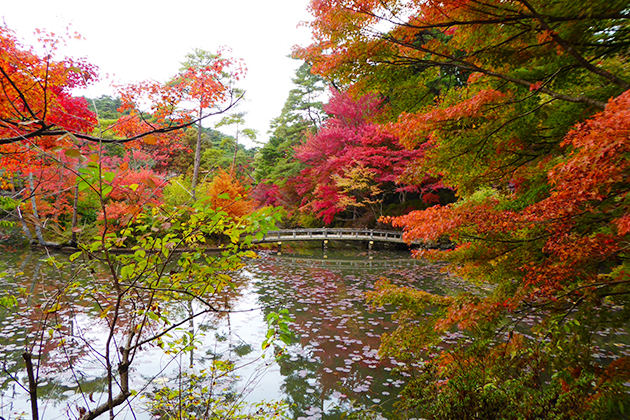 園の中心にある池の周りではハナノキやモミジが美しく色づく