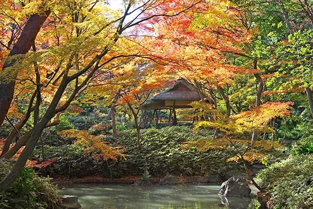 紅葉したモミジに囲まれたつつじ茶屋