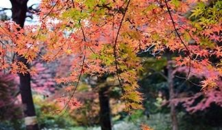 紅葉｜季節の花めぐり｜読みもの｜サカタのタネ 家庭菜園・園芸情報