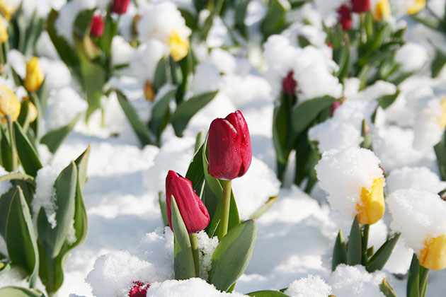 アイスチューリップならではの雪をまとった花景色。寒い時期は花持ちがよい