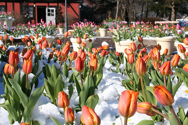 イベント広場で見られたアイスチューリップ。積雪のあった日でも蕾の開花が待ち遠しい