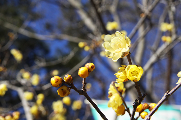丸弁で花色が濃く、早咲きの「満月」