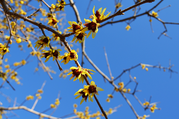 花弁が細く、花芯部が紫紅色をしている、ワロウバイ