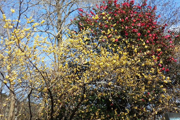 紅色のサザンカと黄色のロウバイの花色コントラストが鮮やか