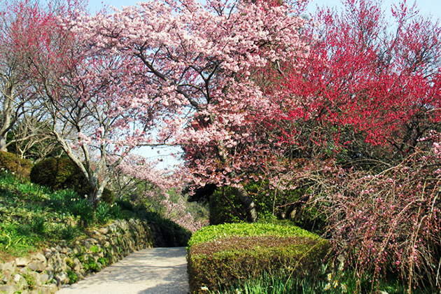 春が訪れたかのようなにぎやかさ。「寒桜」と紅梅の見ごろは2月上旬～